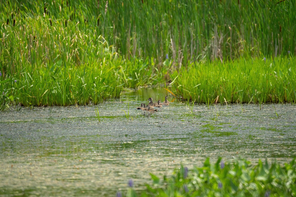 Wood Duck - ML638928323