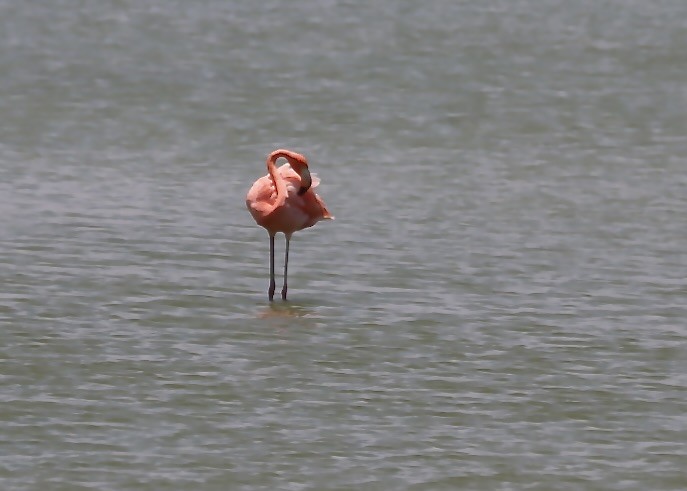 American Flamingo - ML638928326
