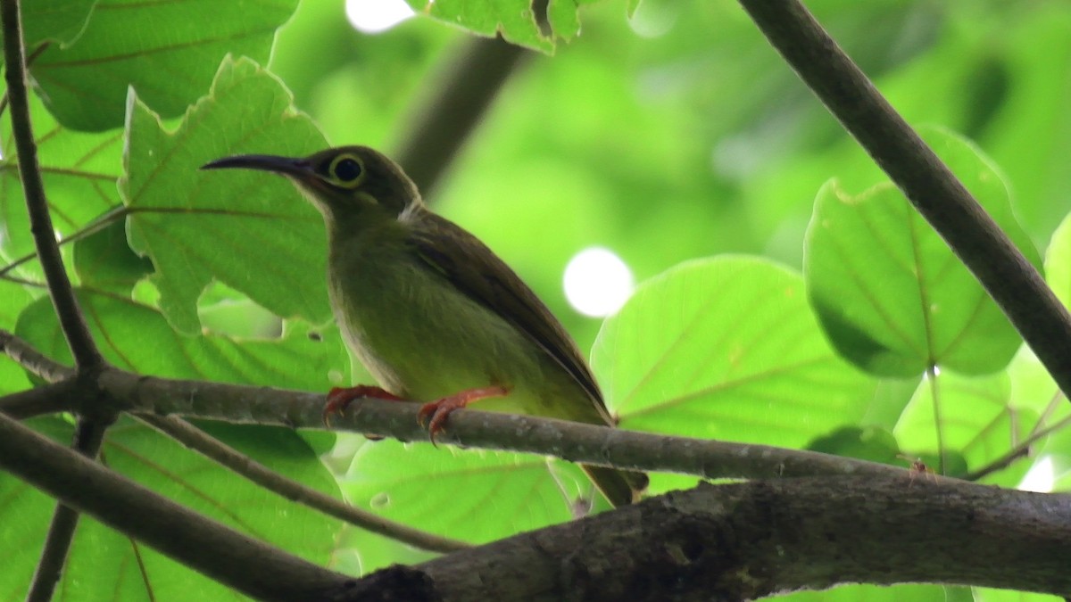 Spectacled Spiderhunter - ML638928327