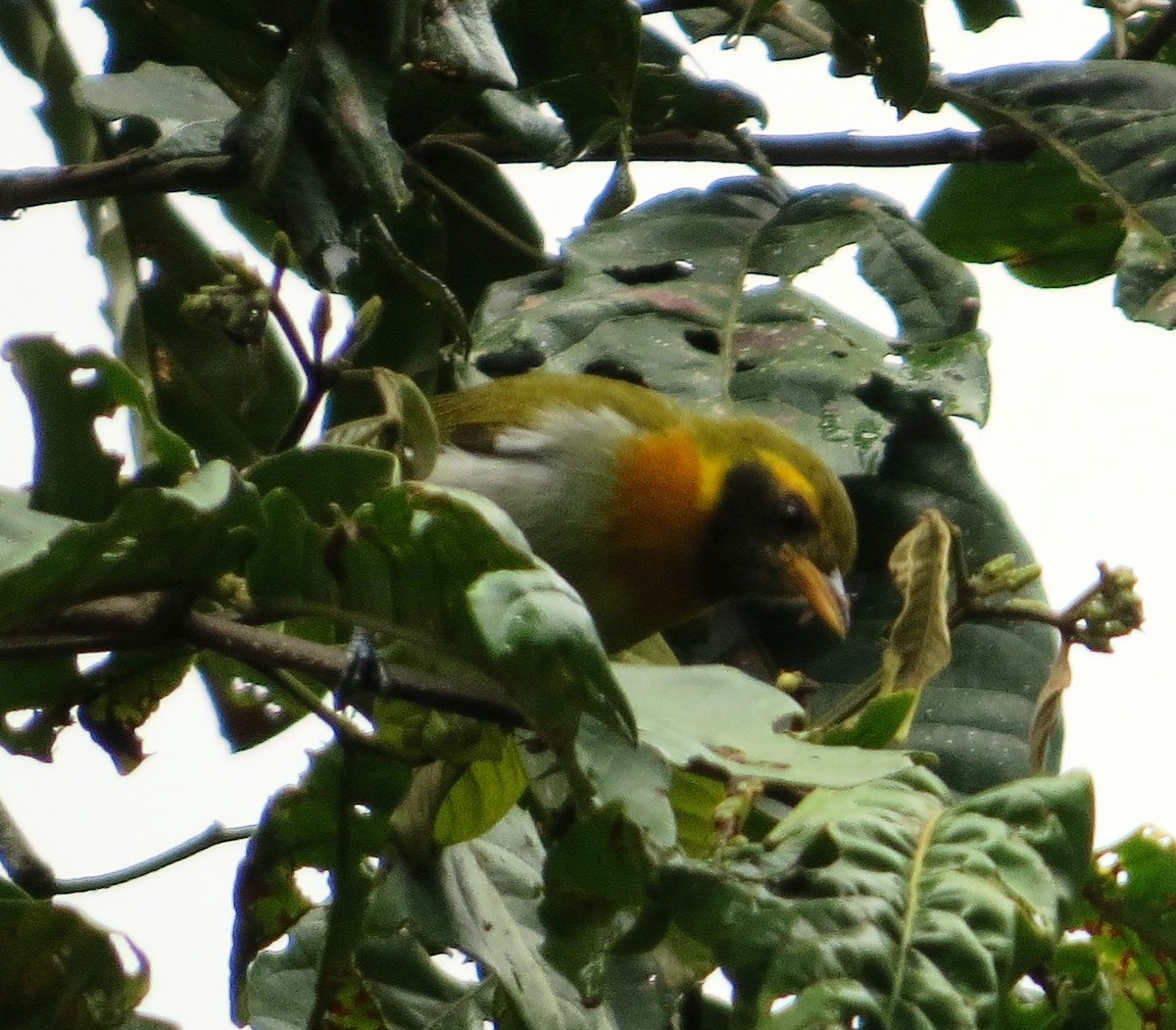Tangara Guirá - ML638928344