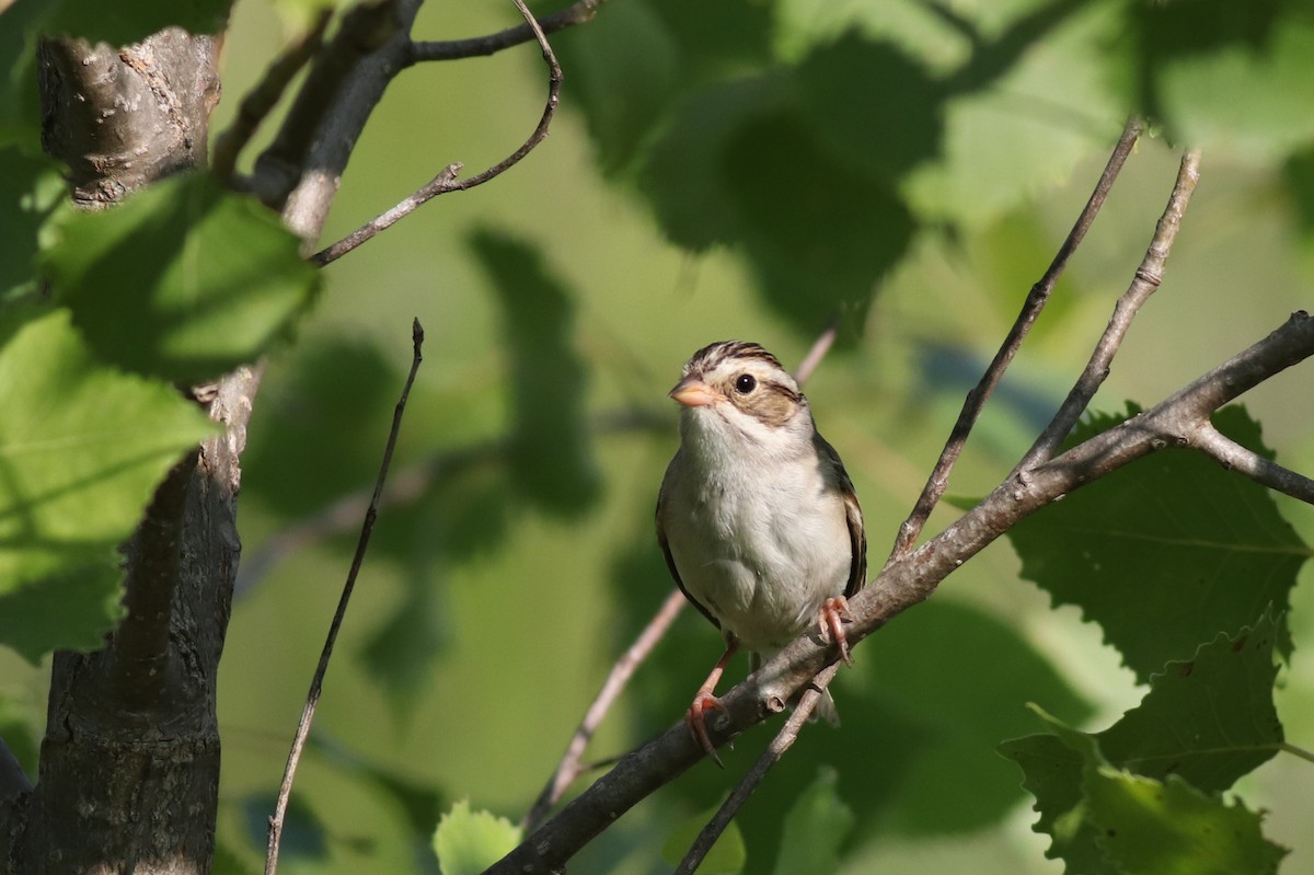 Clay-colored Sparrow - ML638928386