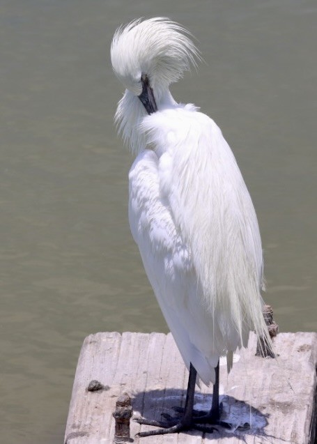 Snowy Egret - ML638928388