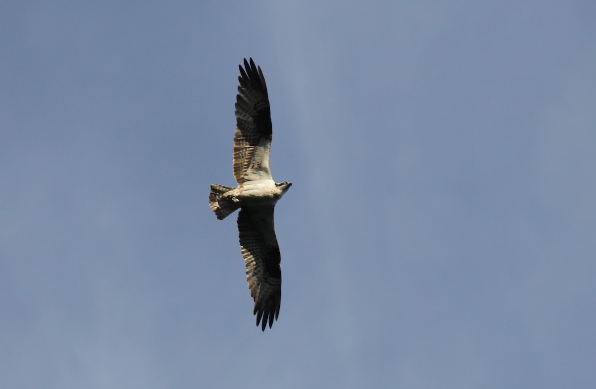 Águila Pescadora - ML63892841