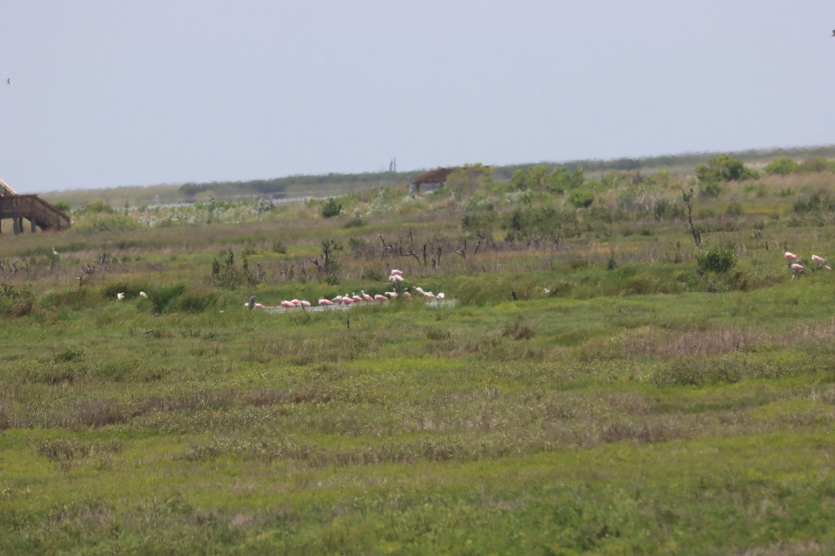 Roseate Spoonbill - ML638928451