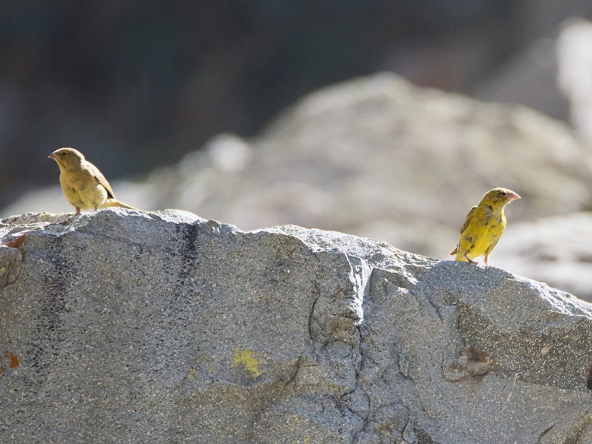 Greenish Yellow-Finch - ML638928454