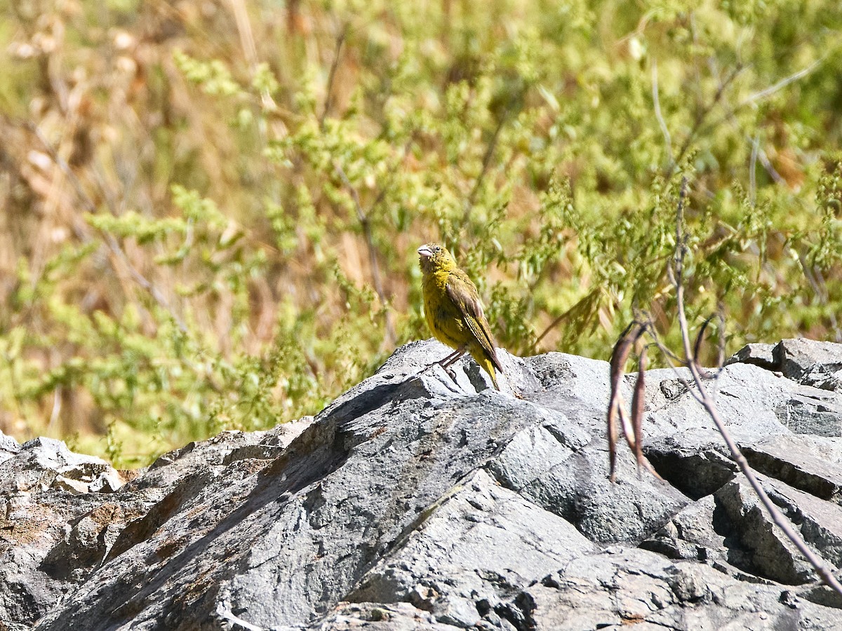 Greenish Yellow-Finch - ML638928458