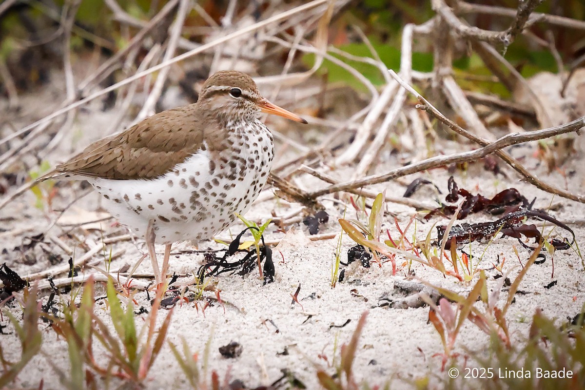 Spotted Sandpiper - ML638928515