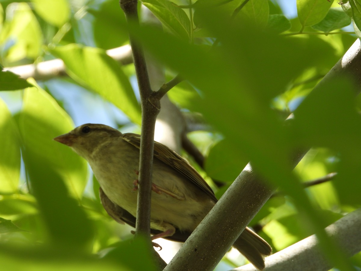 Passera oltremontana - ML638928524