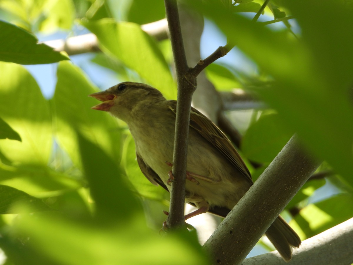 Passera oltremontana - ML638928525