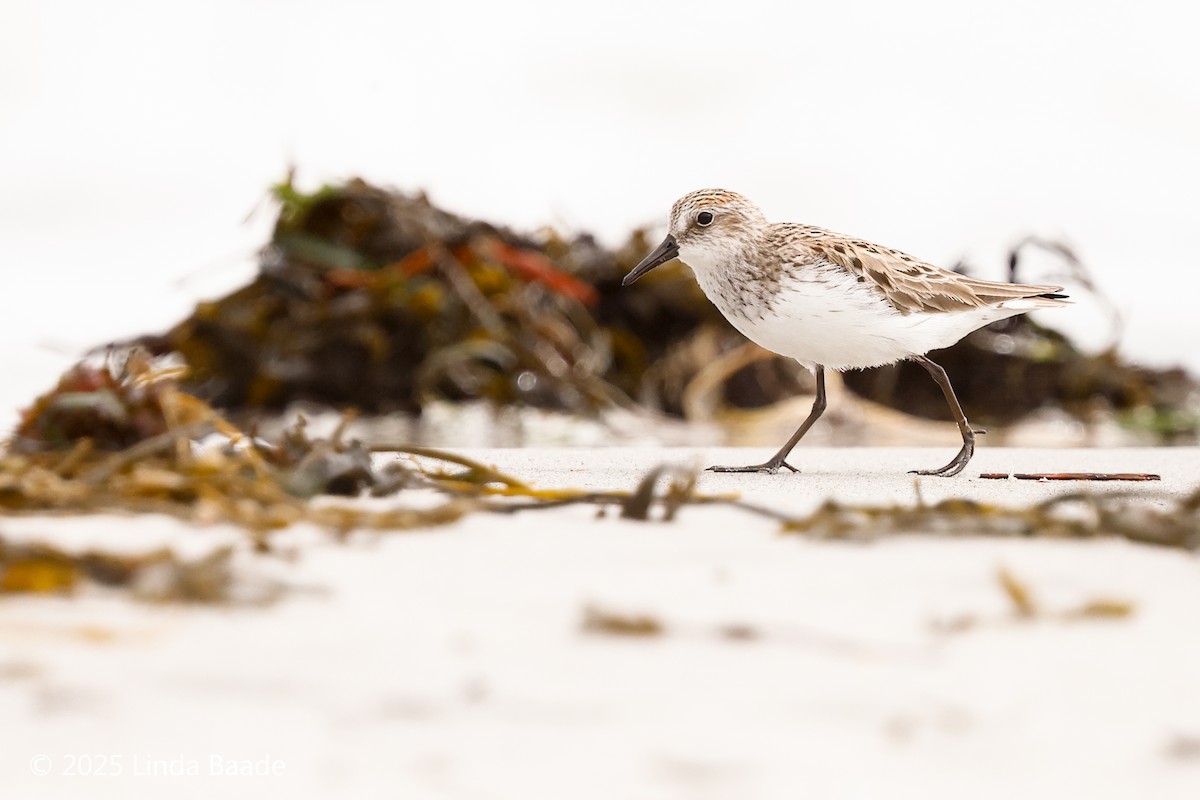 Semipalmated Sandpiper - ML638928532