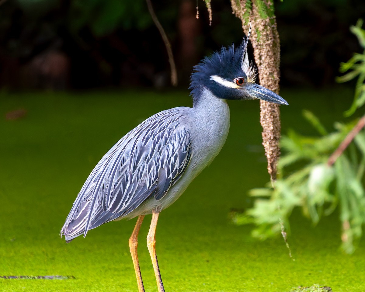Yellow-crowned Night Heron - ML638928538