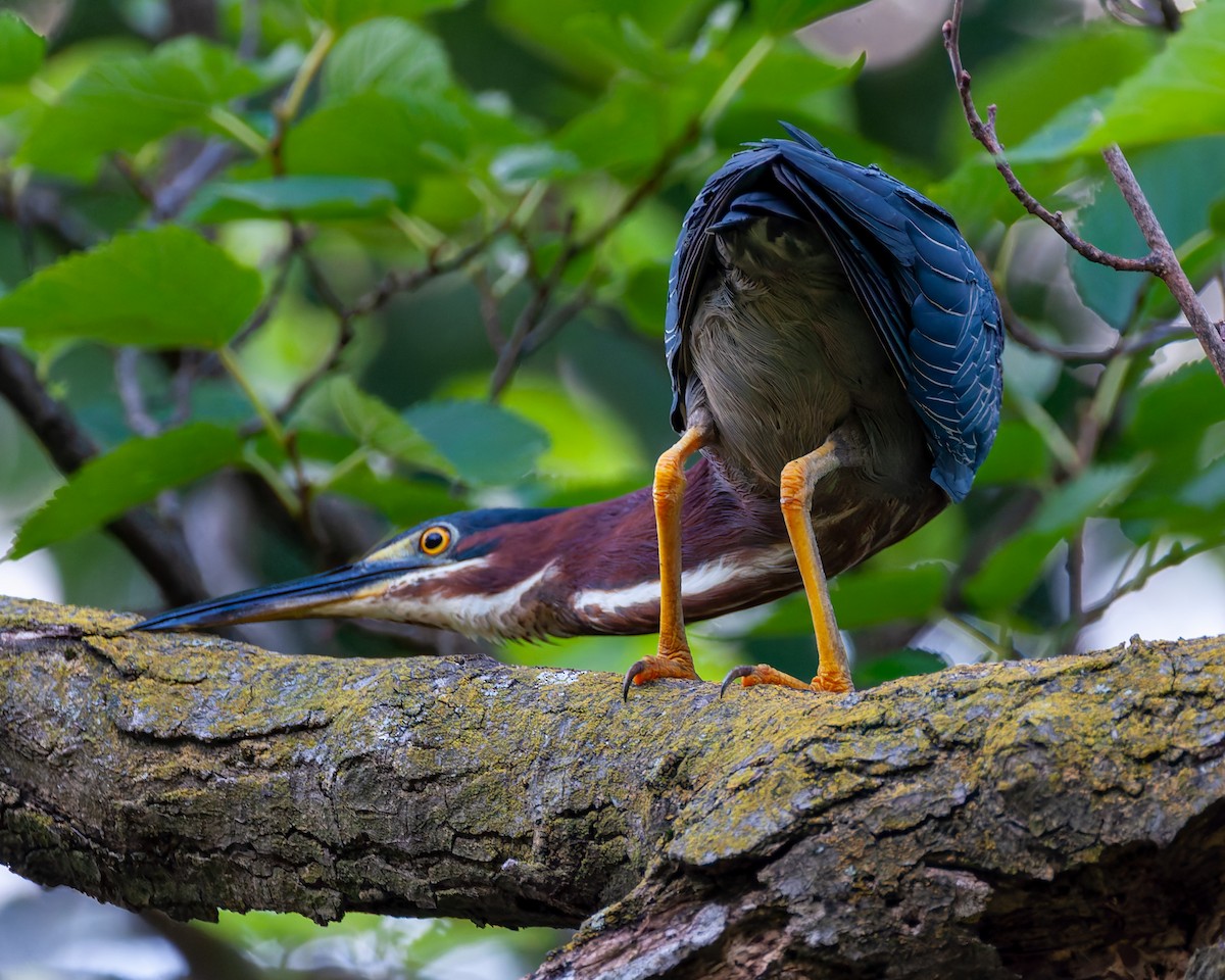 Green Heron - ML638928539