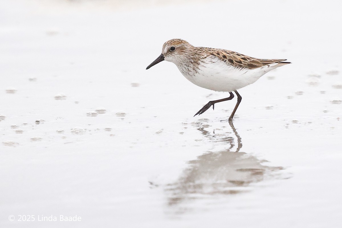 Semipalmated Sandpiper - ML638928542