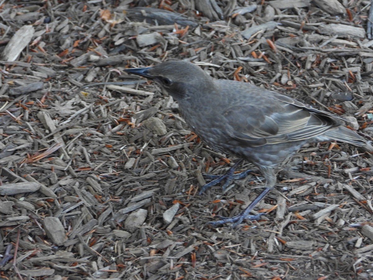 Common Grackle - ML638928567