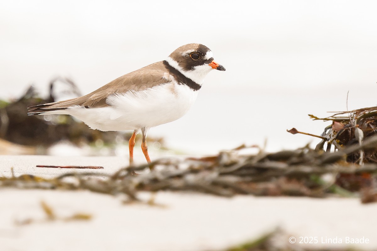 Semipalmated Plover - ML638928584