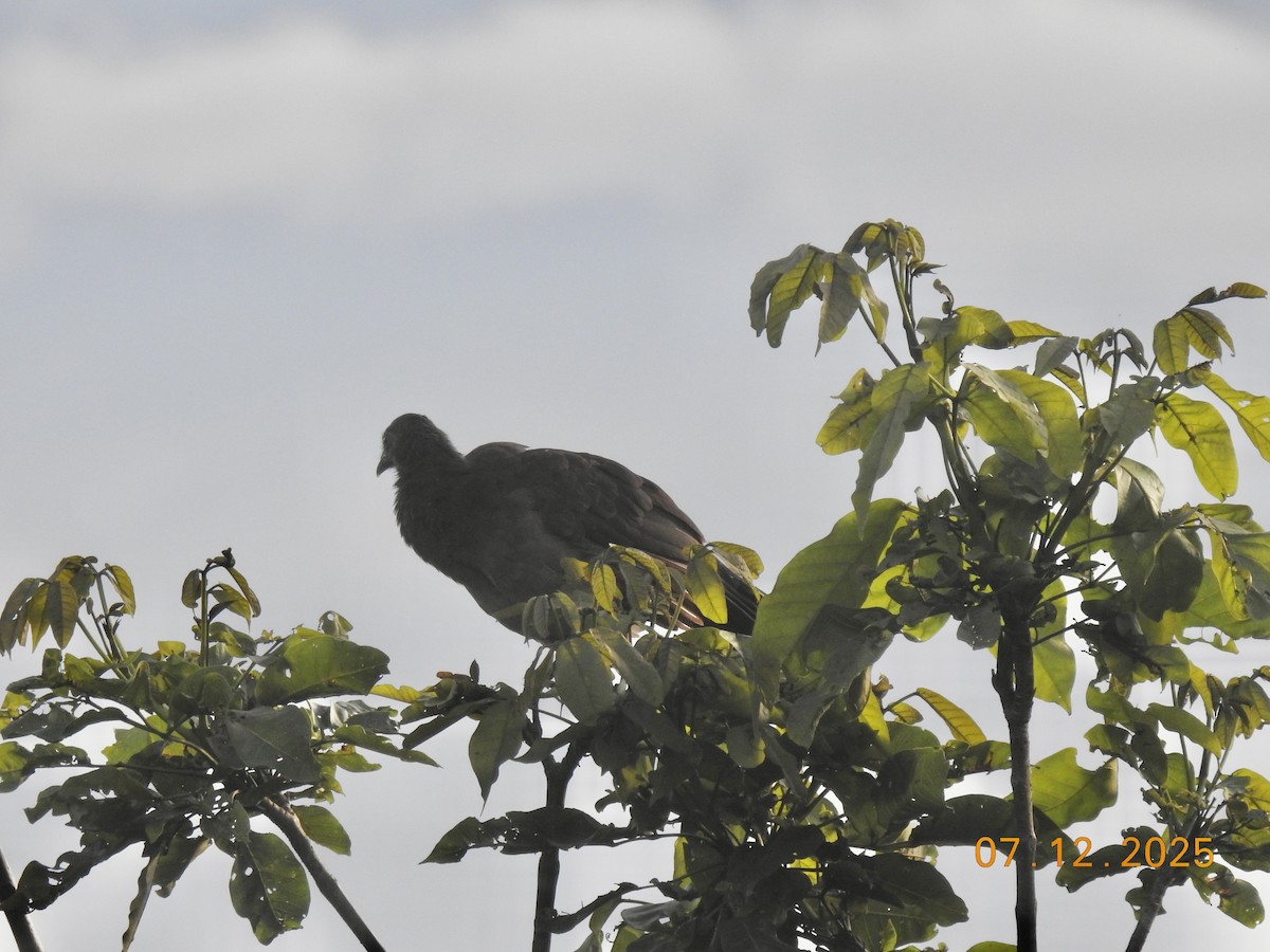 Gray-headed Chachalaca - ML638928591