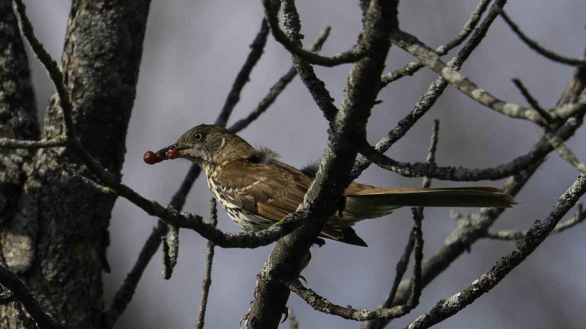 Brown Thrasher - ML638928595