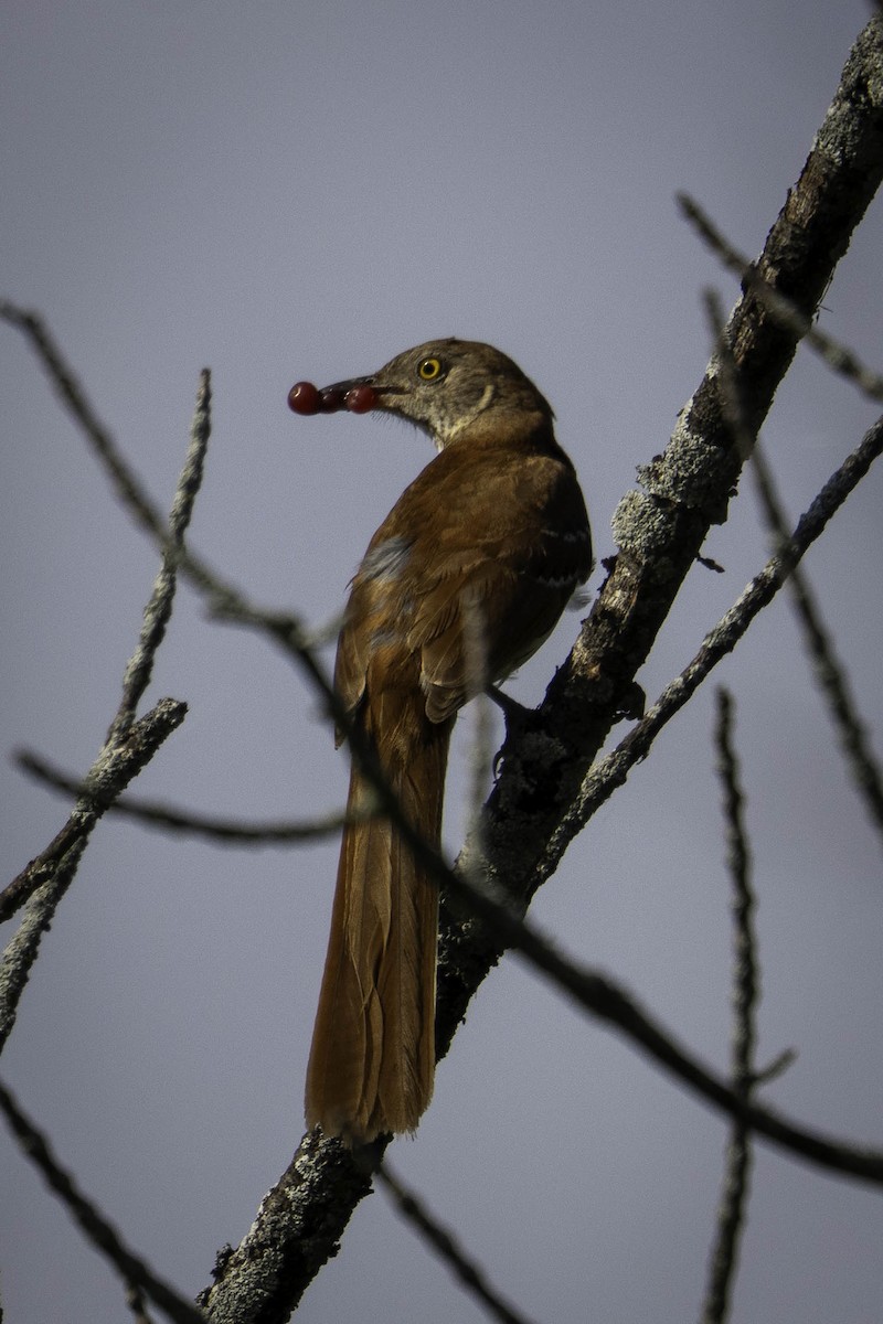 Brown Thrasher - ML638928596