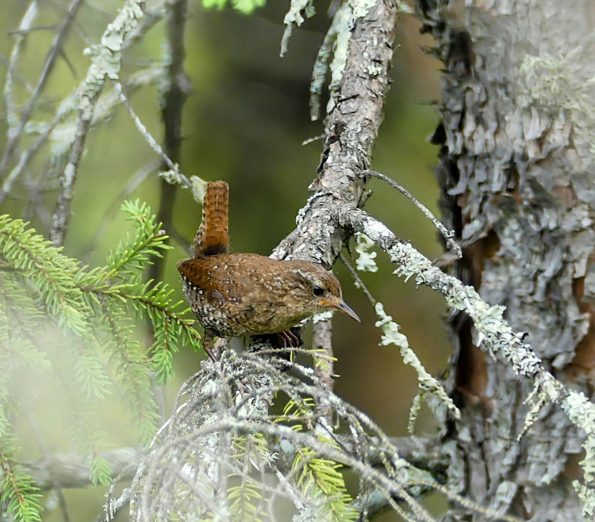Winter Wren - ML638928598
