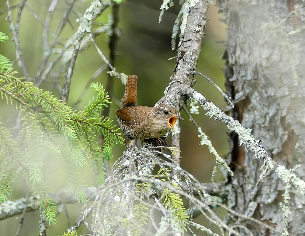 Winter Wren - ML638928599
