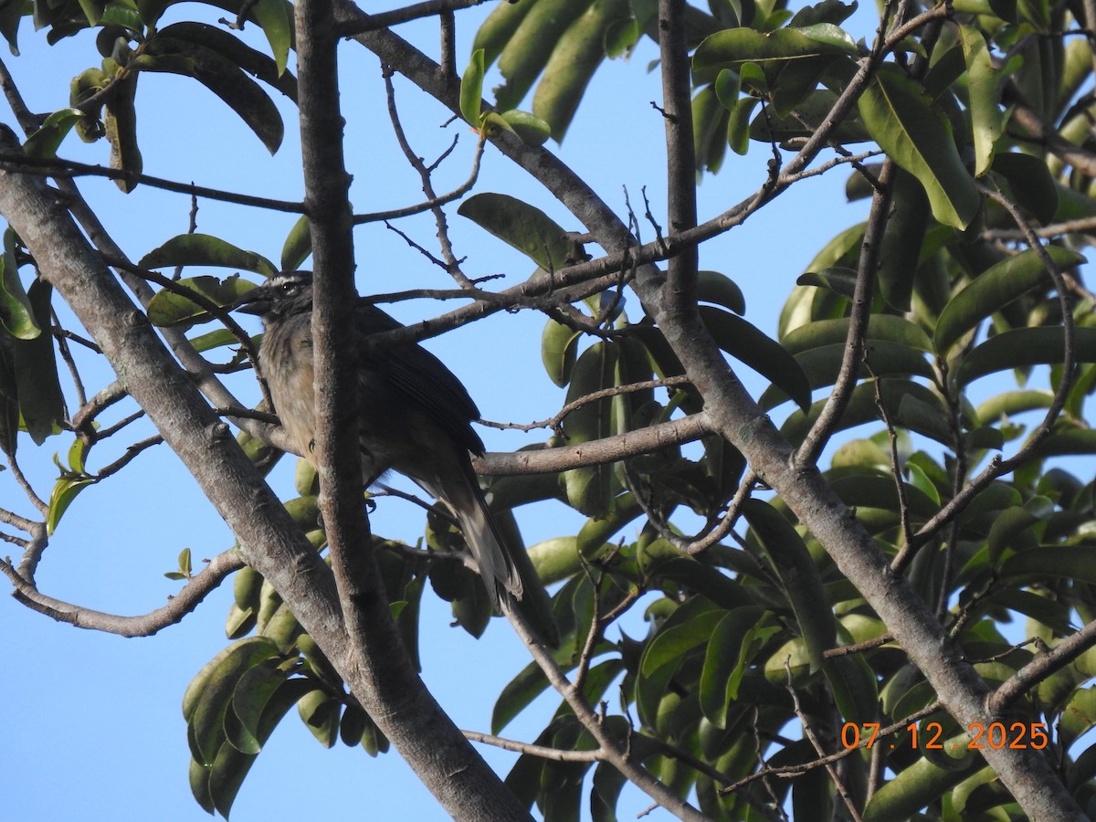 Cinnamon-bellied Saltator - ML638928600