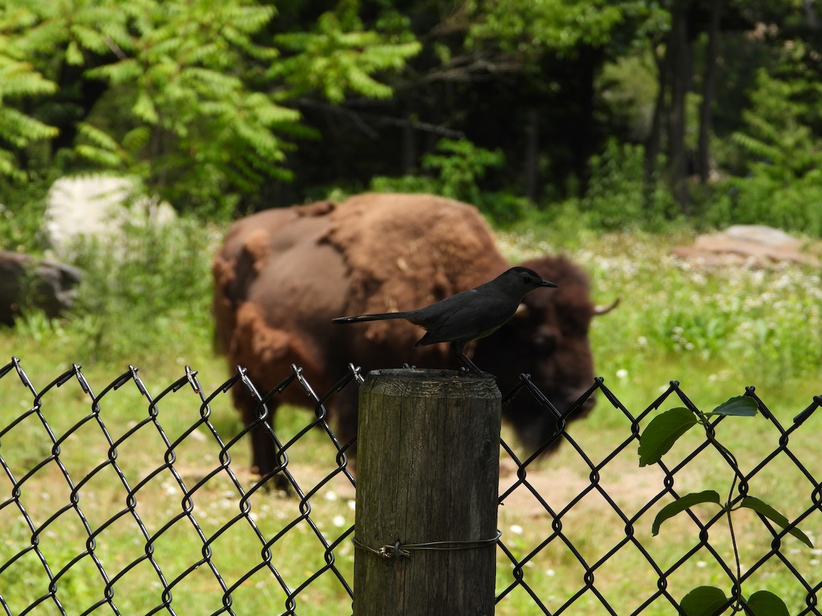 Gray Catbird - ML638928630