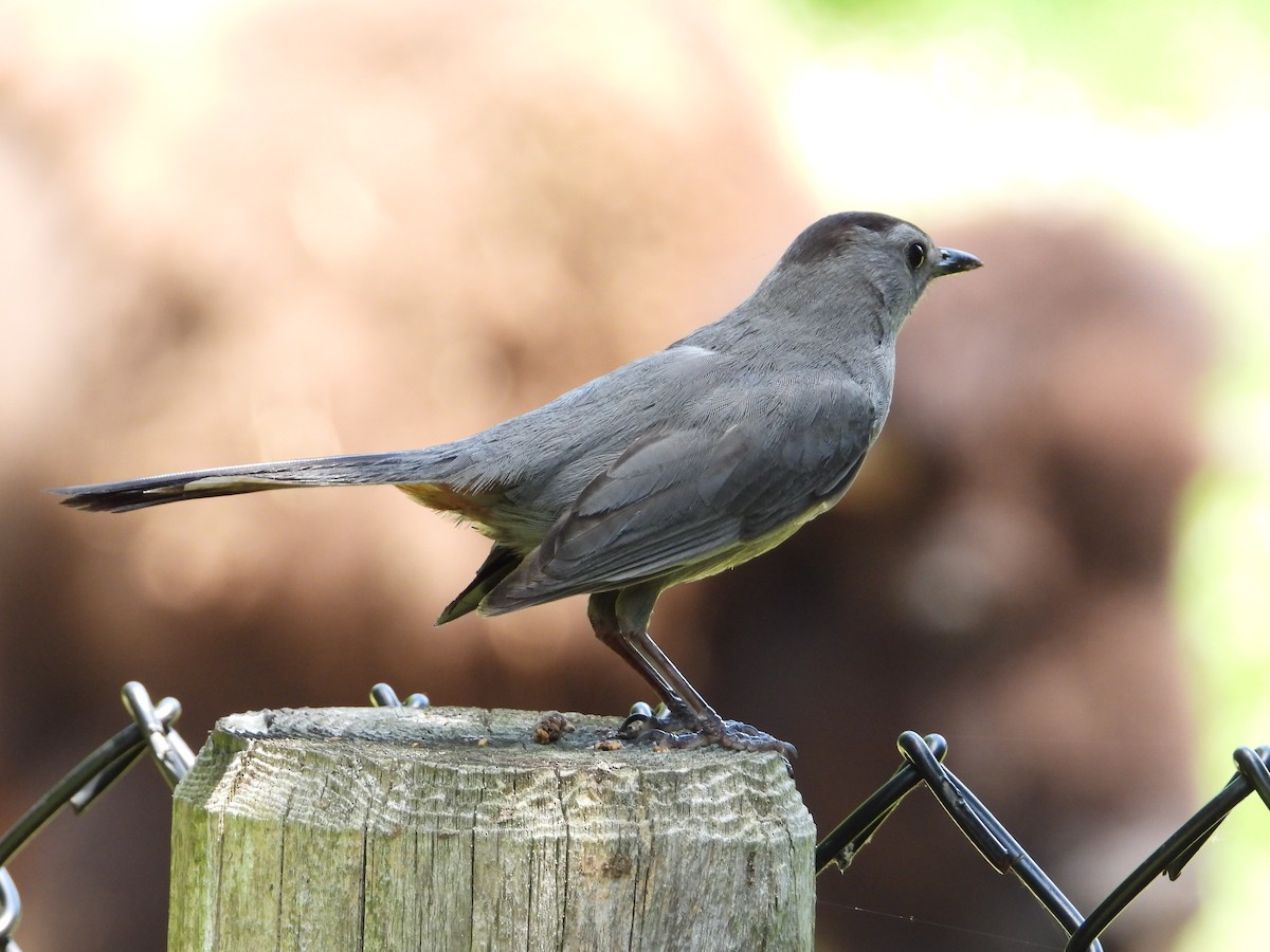 Gray Catbird - ML638928631