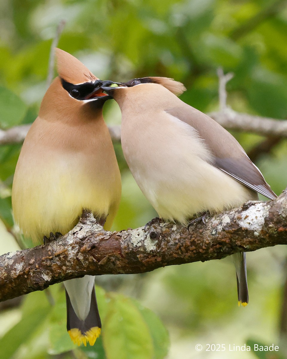 Cedar Waxwing - ML638928666