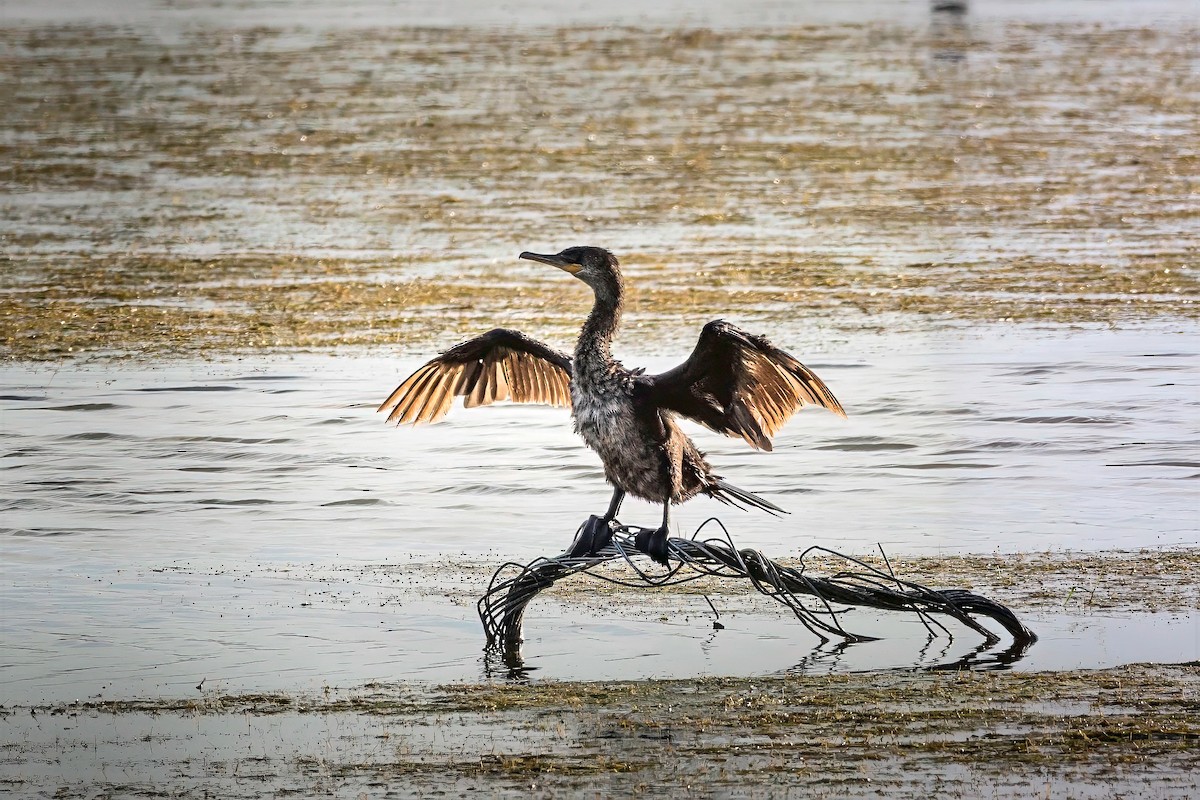 Neotropic Cormorant - ML638928668