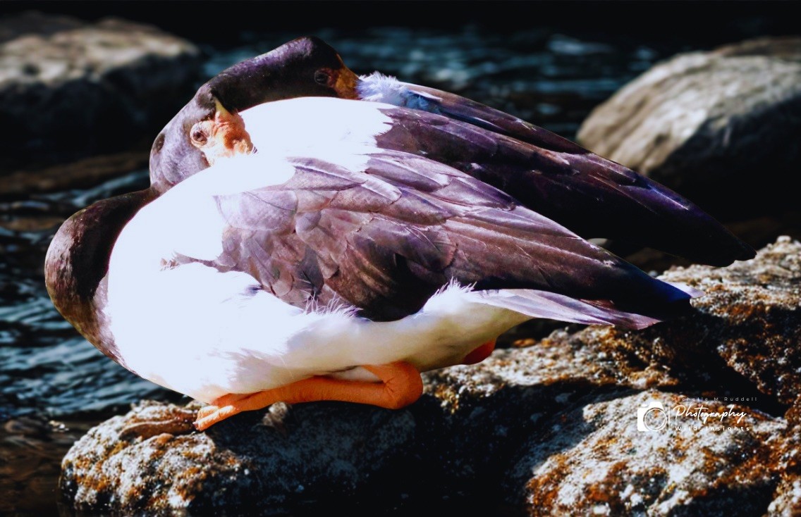 Magpie Goose - ML638928683