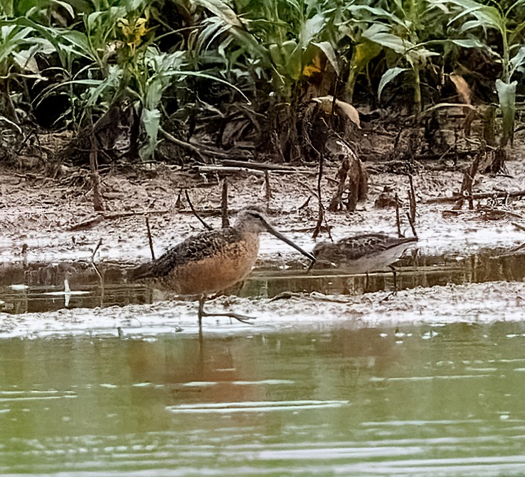 長嘴半蹼鷸 - ML638928696