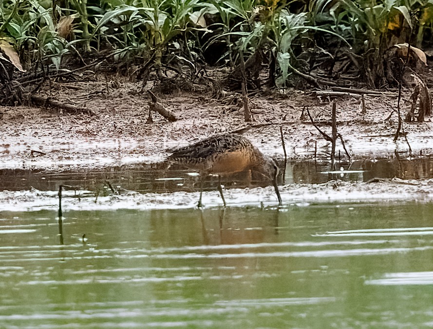 長嘴半蹼鷸 - ML638928699