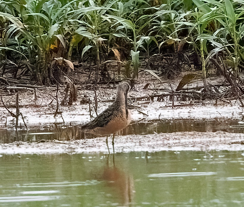 長嘴半蹼鷸 - ML638928701