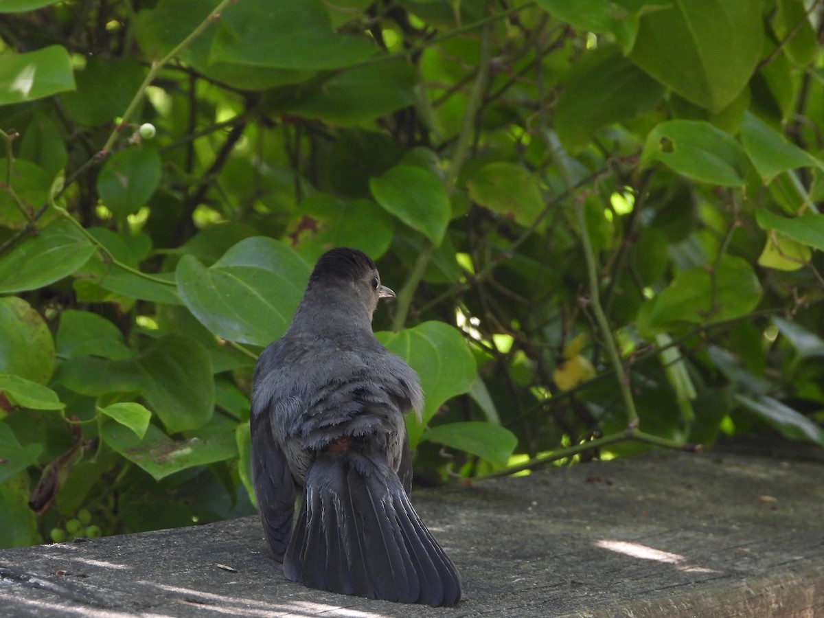 Gray Catbird - ML638928716