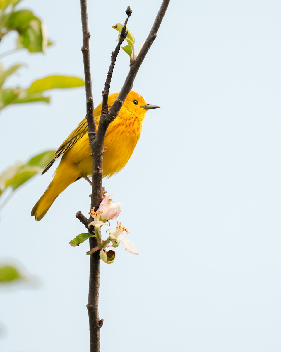 Yellow Warbler - ML638928733