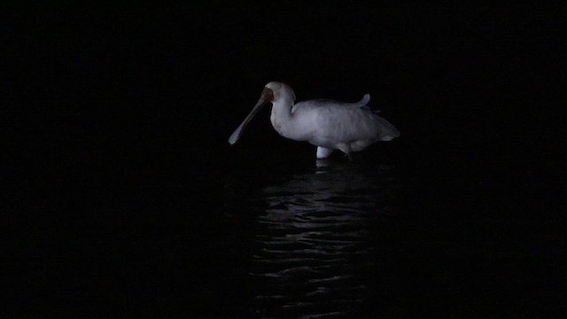 African Spoonbill - ML638928739