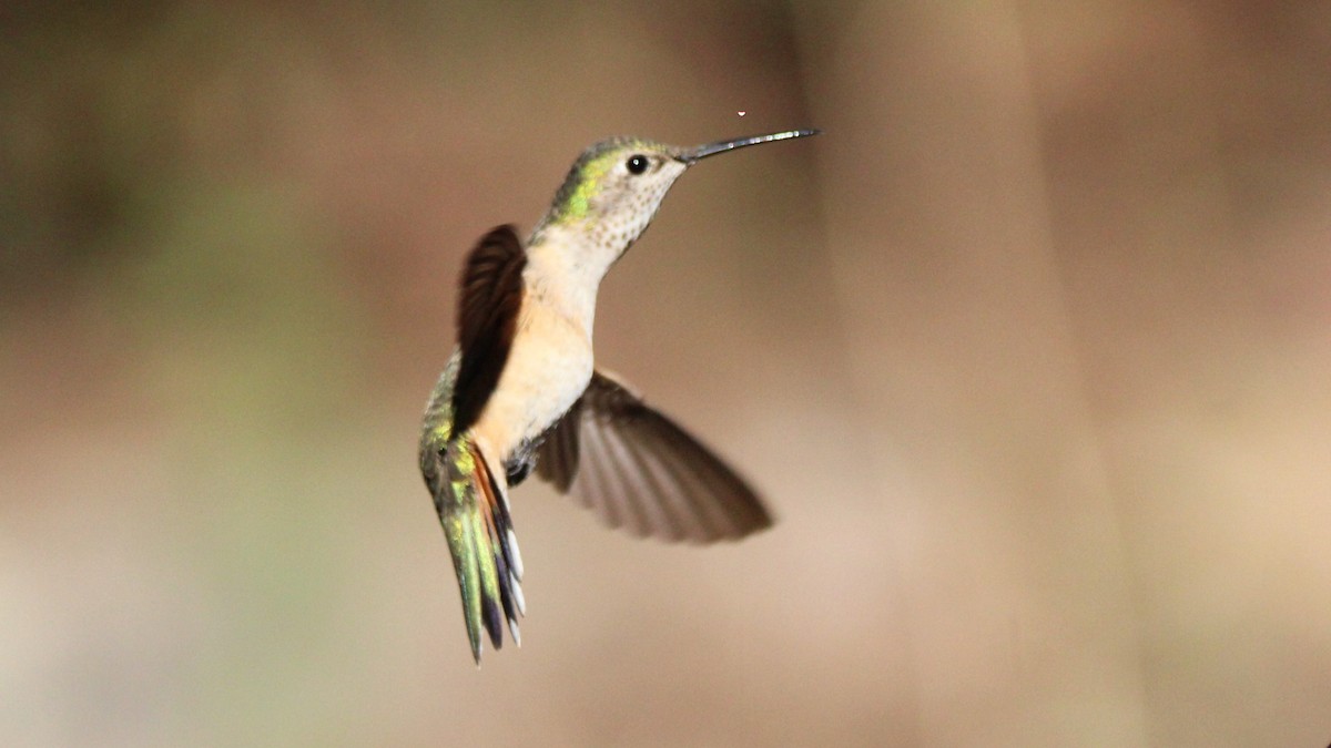 Broad-tailed Hummingbird - ML638928771