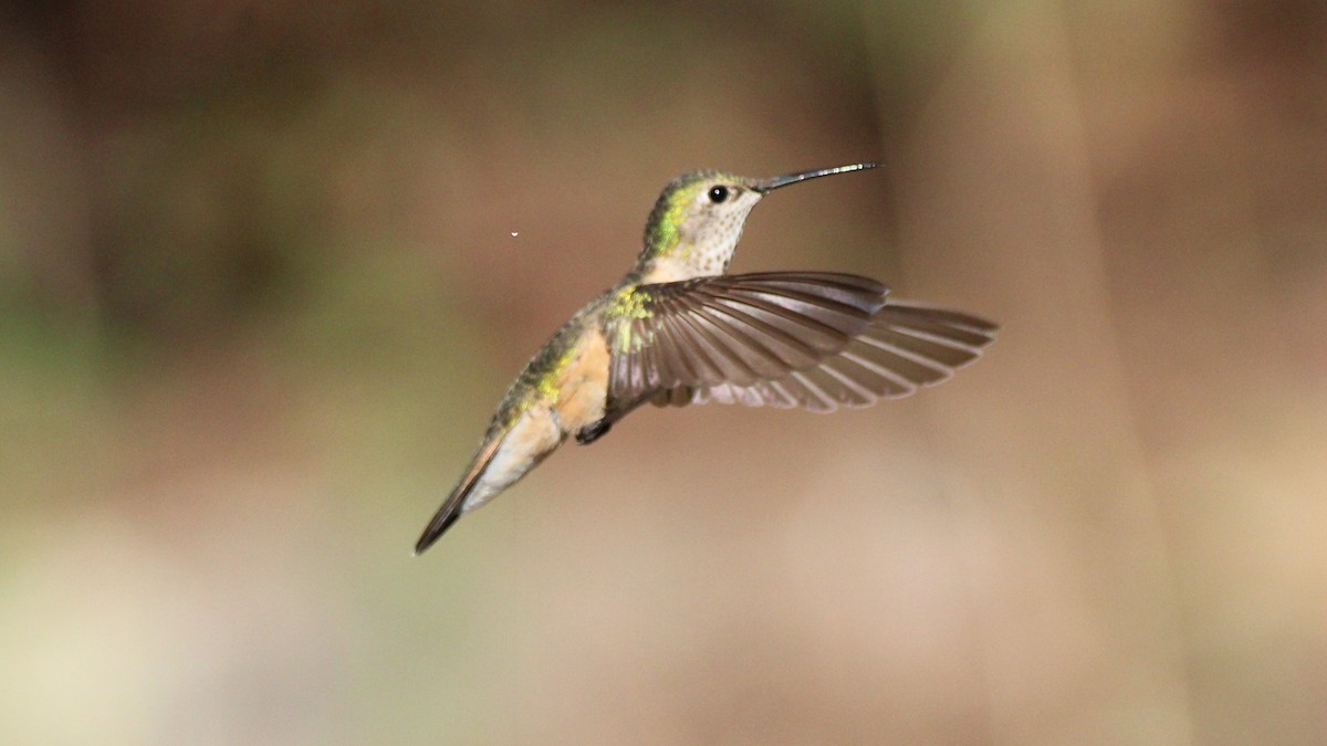 Broad-tailed Hummingbird - ML638928772