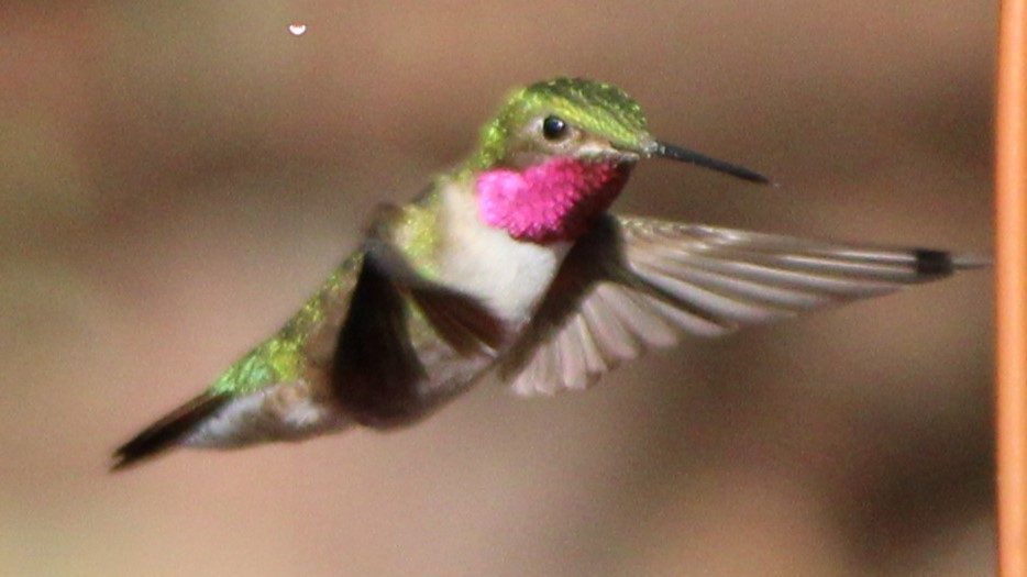 Broad-tailed Hummingbird - ML638928774