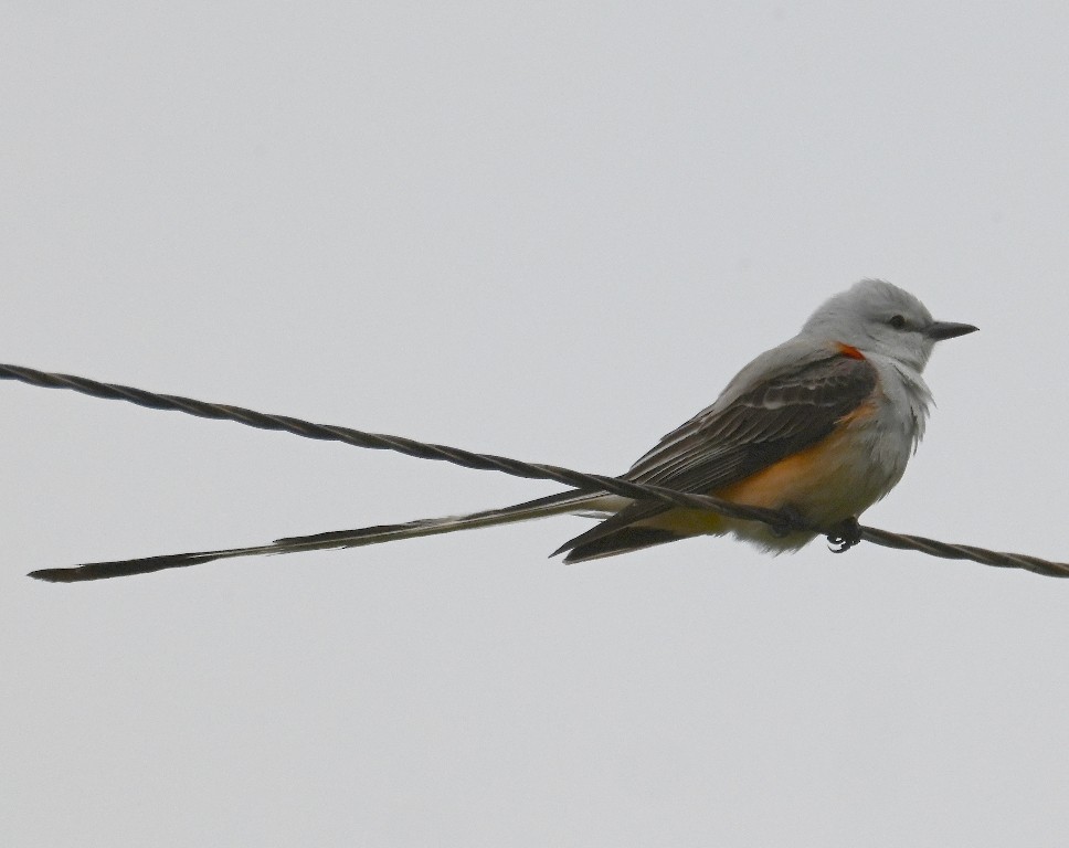 Scissor-tailed Flycatcher - ML638928815