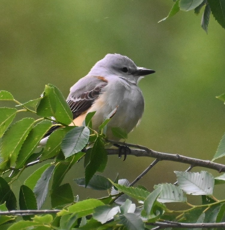 Scissor-tailed Flycatcher - ML638928816
