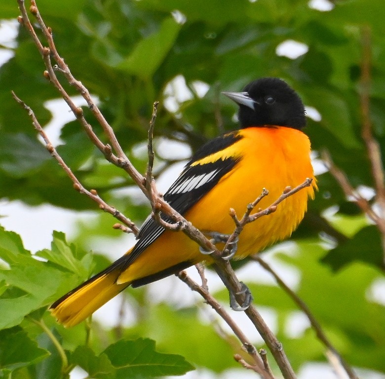 Baltimore Oriole - ML638928836