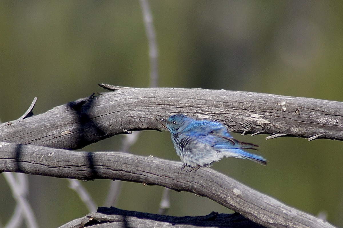 Mountain Bluebird - ML638928878