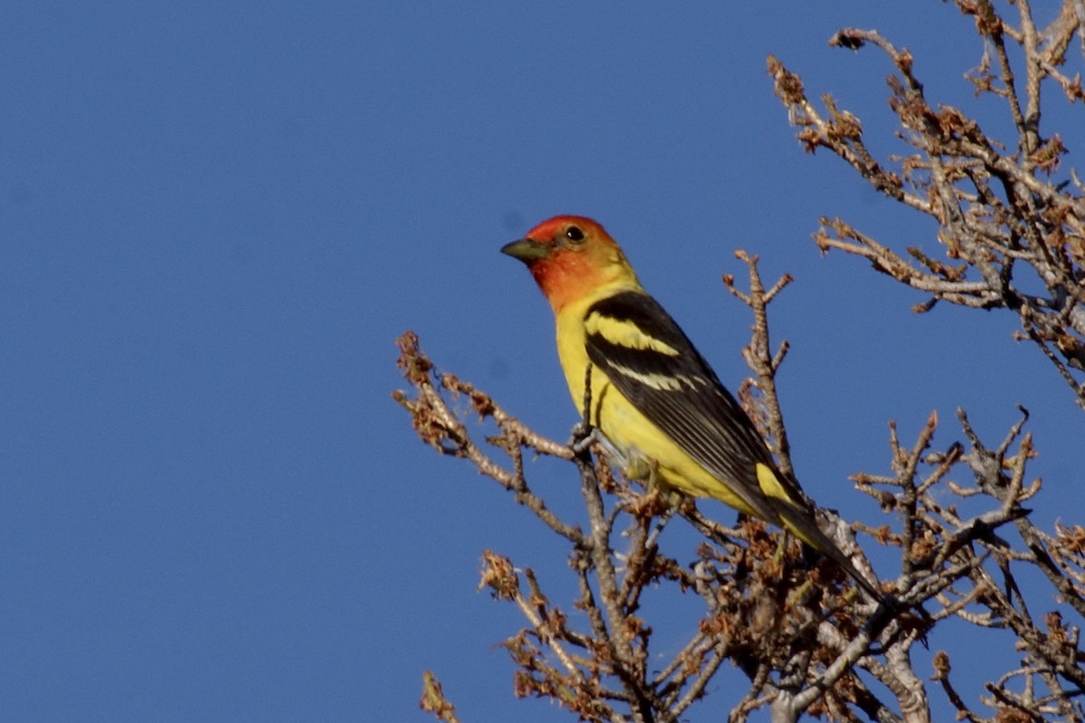 Western Tanager - ML638928916