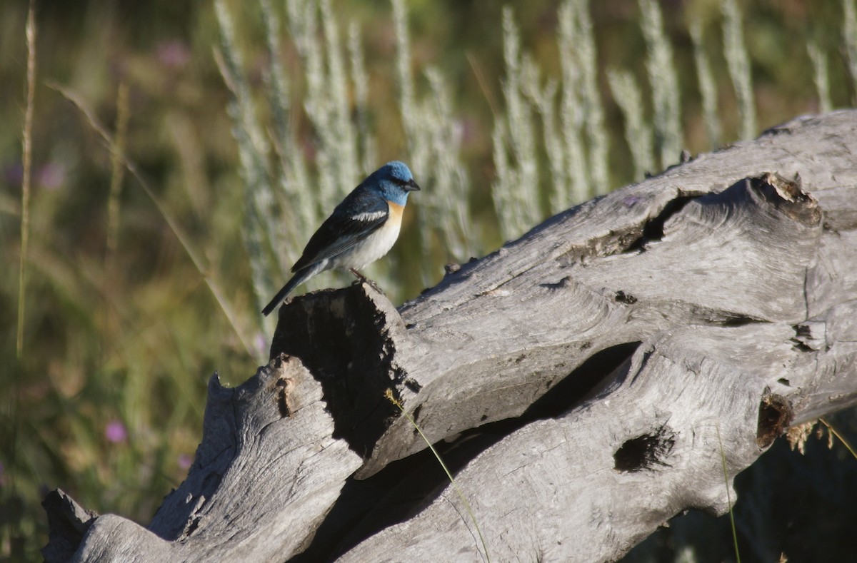 Lazuli Bunting - ML638928919