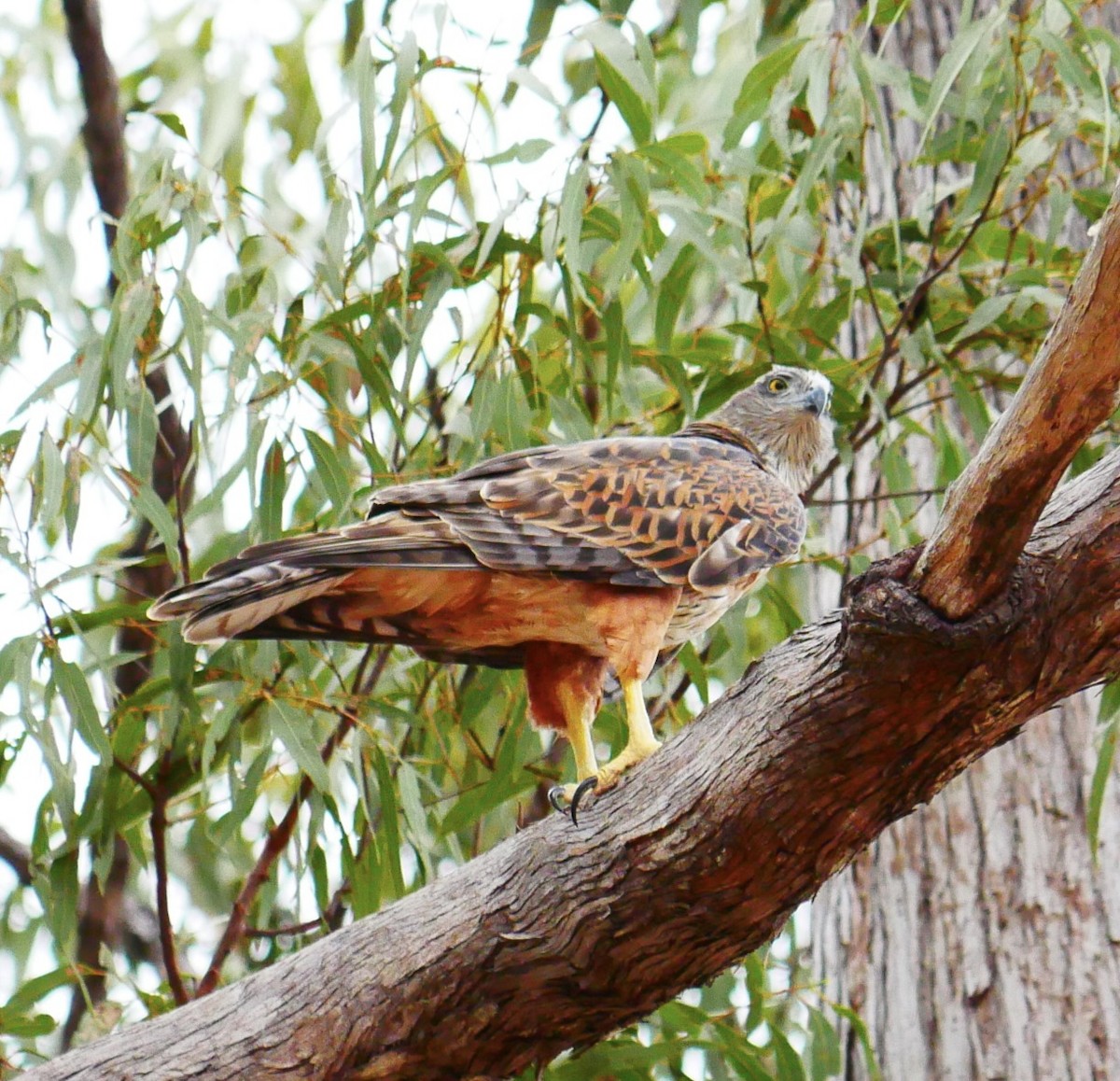 Red Goshawk - ML638928935