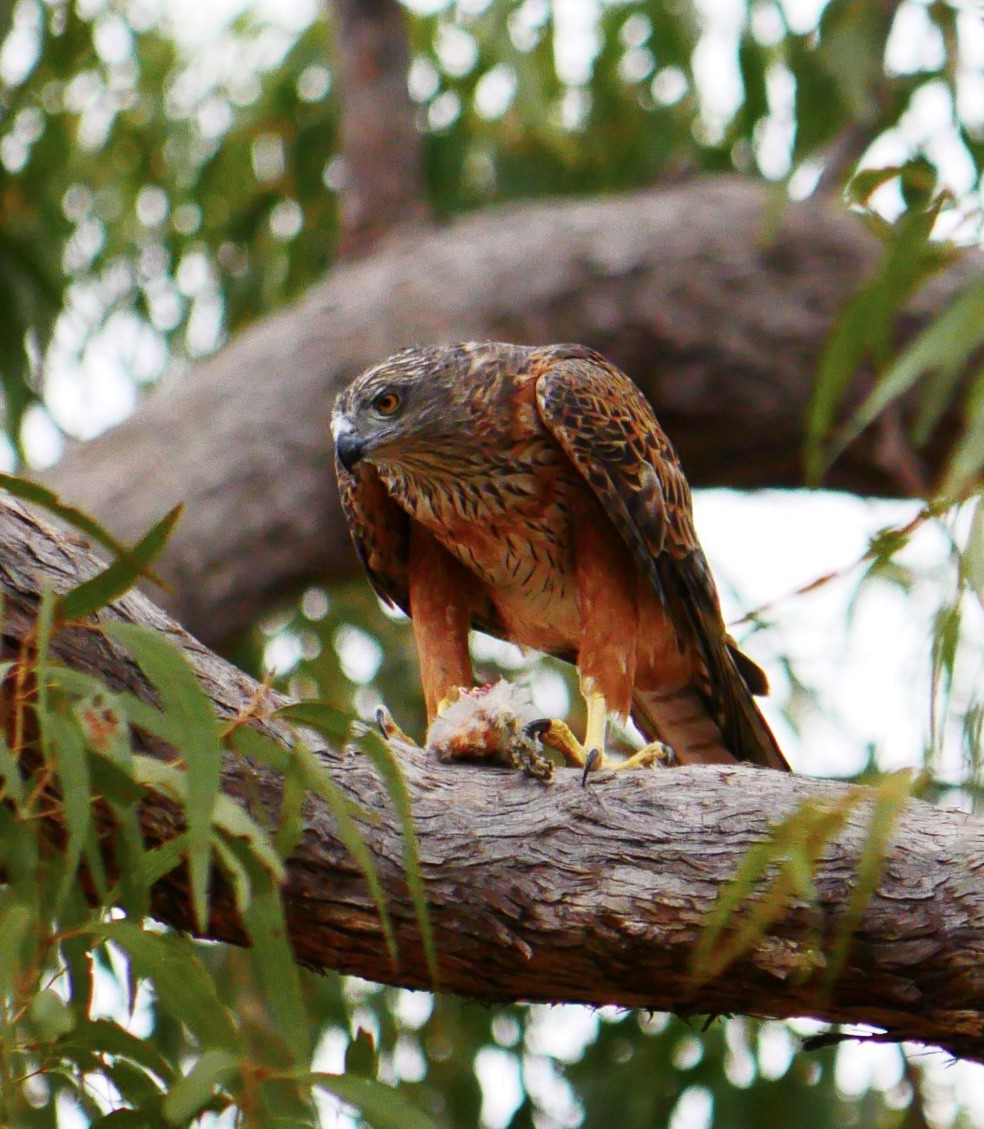 Red Goshawk - ML638928944