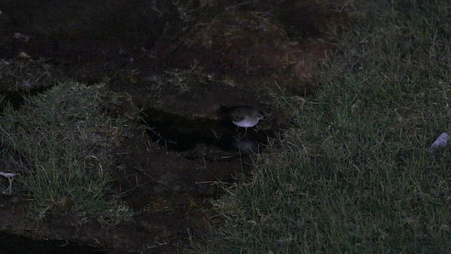 Wood Sandpiper - ML638928955