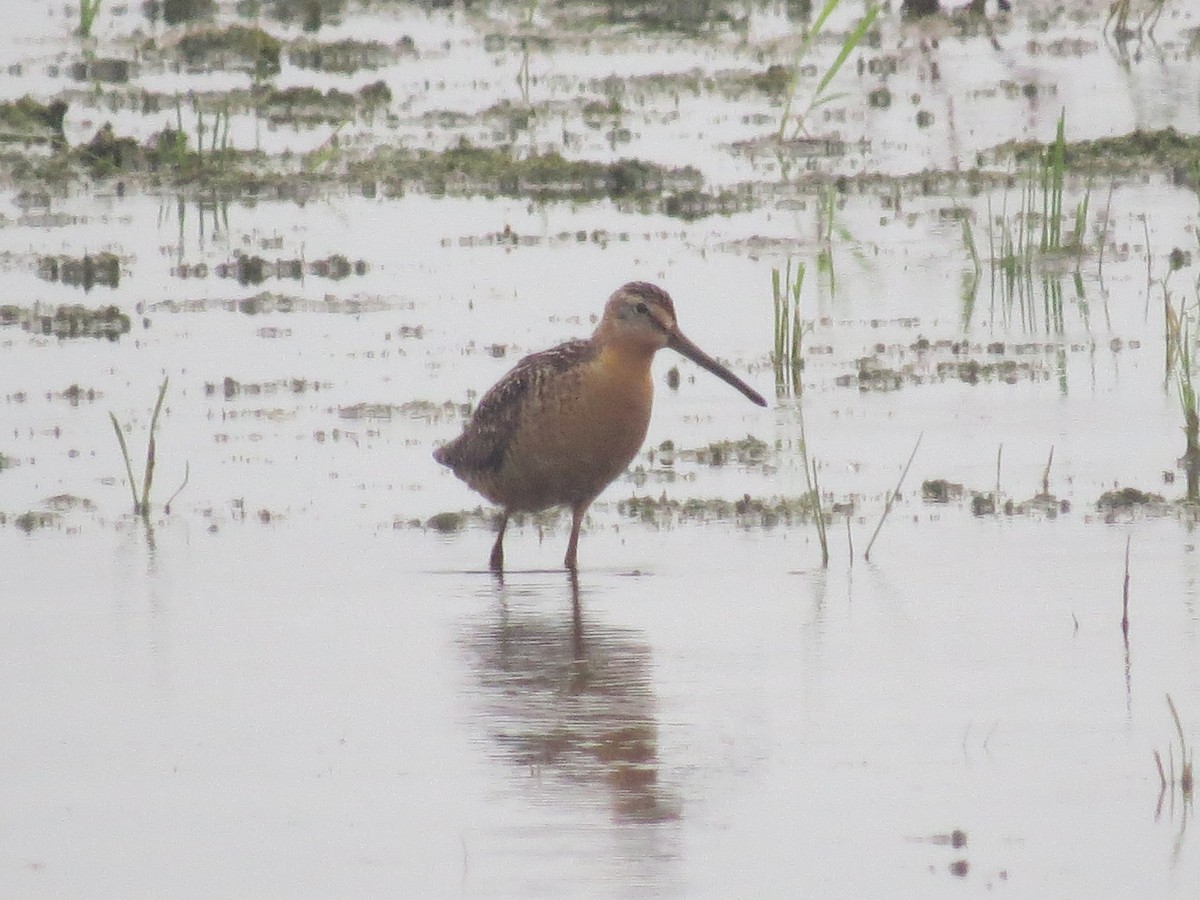 Short-billed Dowitcher - ML638928962