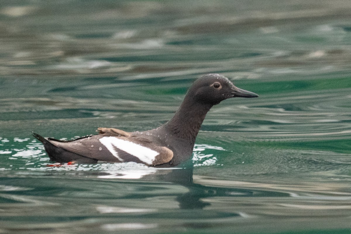 Pigeon Guillemot - ML638928963